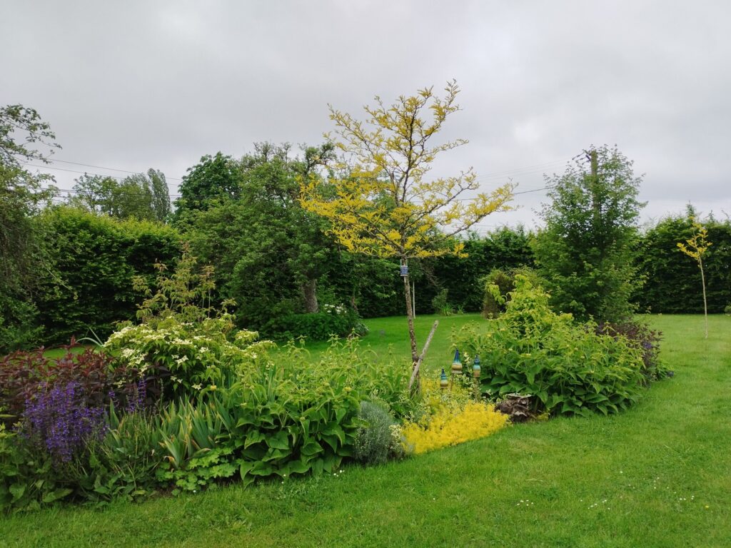 le jardin autour de l'atelier, massif et arbustes