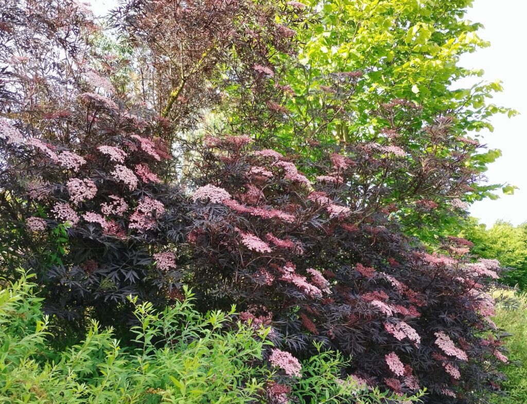 arbustes aux feuillages colorés pourpre à fleurs roses, entouré de verdure